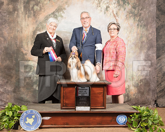 Shih Tzu #8 Sat BOS NCh Judge Murrel Purkhiser_SSR_0514-TXRKNA2019-HR3
