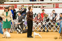 Toy Fox Terrier Sandra Noe