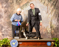 Cardigan Welsh Corgi #18 Sun BOW Maj Judge Gloria Kerr