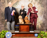 Dachshund Long Coat #7 #12 Sat BOB BOS Judge Dr Donald Gill