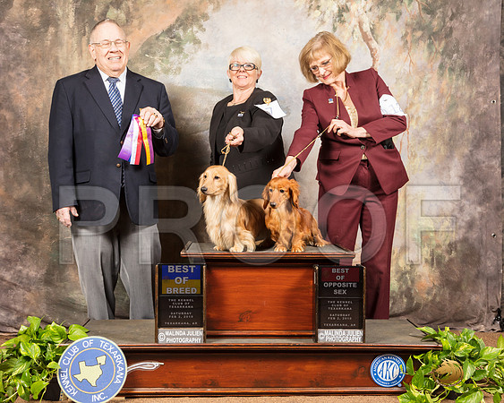 Dachshund Long Coat #7 #12 Sat BOB BOS Judge Dr Donald Gill-SSR_0360e-HR3