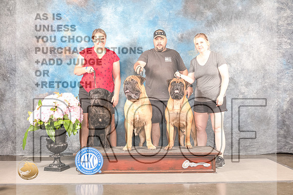Bull Mastiff #? SUN CUSTOMBull Mastiff #? SUN CUSTOM_MJ_8036_Houston_2022_HR3_Houston_2022_HR3