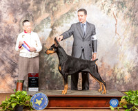 Doberman Pinscher #7 Sat NGrCh Judge Carolyn A Herbel