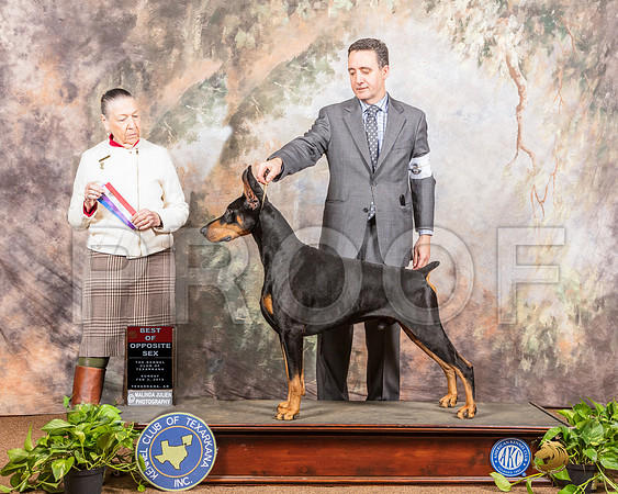 Doberman Pinscher #7 Sat NGrCh Judge Carolyn A Herbel-SSR_0718e1-HR3