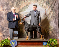 Doberman Pinscher #7 Sun SD Judge Dr Donald Gill