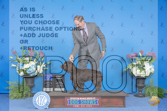 Boykin Spaniel #9 THUR WD BOW Judge Ann Yuhasz__JP_8070_Houston_2024_HR3