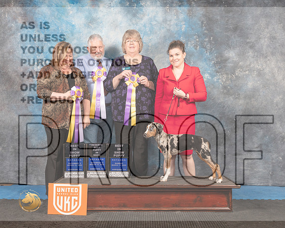 Louisiana Catahoula Leopard Dog #196 Sun BP_MMJ_6805_Addison2022_HR3