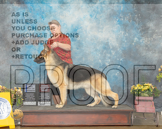 German Shepherd Dog #9 Sat BOWOHBOB Judge Laurie Telfair-MMJ_0584-NWARK2022-HR3