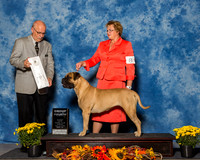 Bullmastiffs #8 Sun G4 Stowe Linda Judge Mr Gary L Andersen