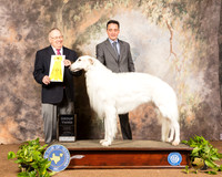 Borzoi #5 Sun G3 Judge Dr Donald Gill