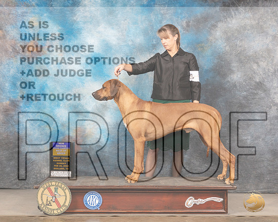 Rhodesian Ridgebacks #9 Sun BOB Judge Del RichardsMMJ_5370_Mdlnd2022_HR3