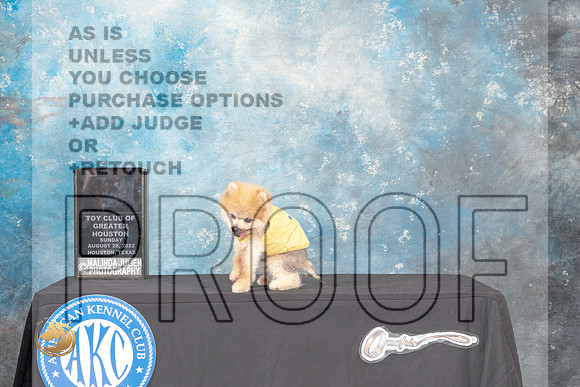 Pomeranian Punkin'_MJ_0457_HstnTOY_2022_HR3