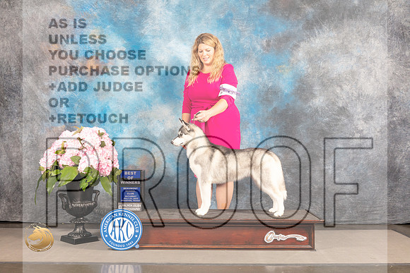 SIberian Husky #8 SAT Judge Ken Murray_MJ_6843_Houston_2022_HR3