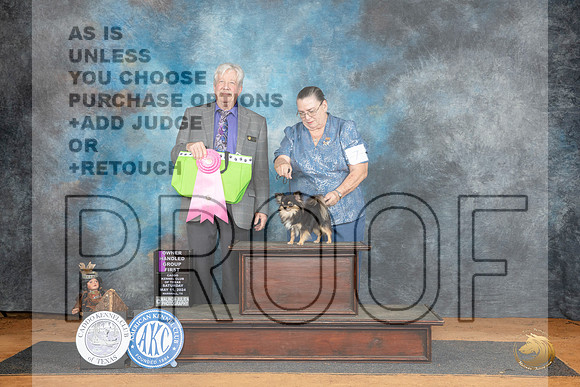Chihuahua Long Coat #7 Sat OHG1 Judge Robert Stein__JP_8189_MARSHALL_2024_HR3