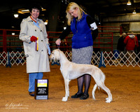 Saluki #6 Sun #6 Sun BOB