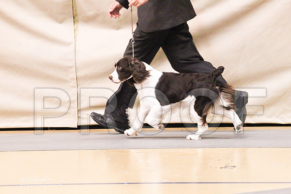 Spaniels(EngSpri)-4610LR