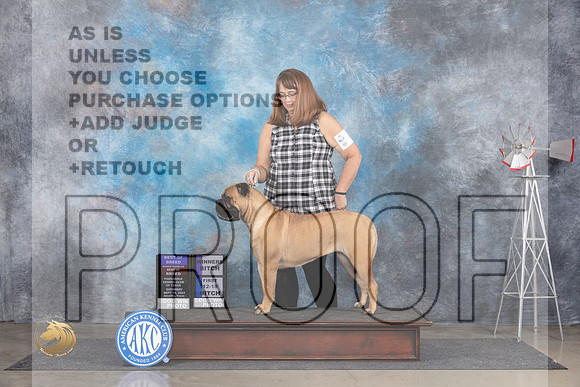 Bullmastiff #6 Sat BOBOHBOBWB Judge Gary Andersen__JP_5726_Amarillo_2024_HR3