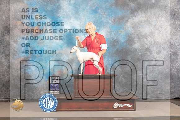Italian Greyhound #7 THUR  SD Major Judge Jeffery Bazell_MJ_3599_Houston_2022_HR3