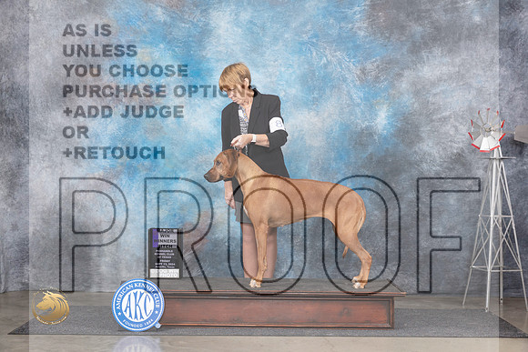 Rhodesian Ridgeback #8 FriWBM Judge Ann Roth__JP_5301_Amarillo_2024_HR3