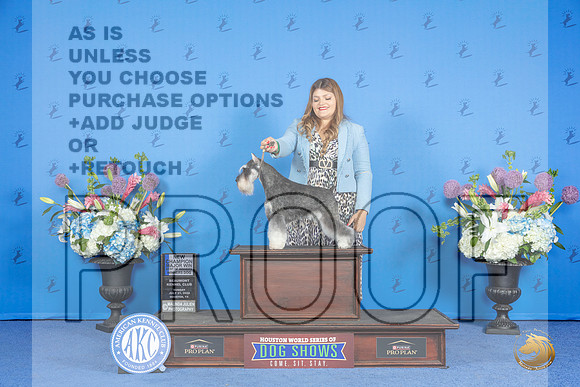 Schnauzer Miniature #21 SUN WD BOW NC M Judge Jon Cole__JP_0476_Houston_2024_HR3