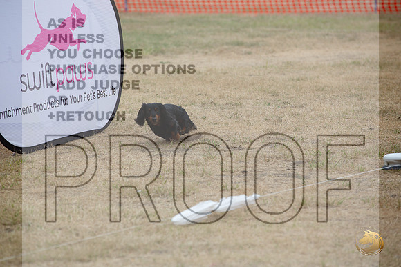 Precision Coursing Longview WA 2024 Longhaired Dachshund_JJL_3381_Longview WA_2024_HR3