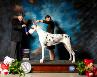 Great Dane #10 Thurs WB Judge Charles Olvis
