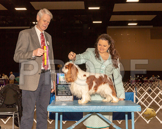 Cavalier King Charles Spaniel #5 Thur BOB Judge Jon Cole__ST_1262-Midland19-HR3