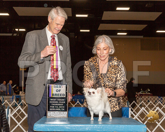 Chihuahua Long Coat #6 Thur Judge Jon Cole__ST_1253-Midland19-HR3