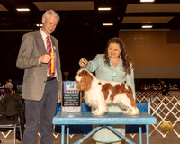 Cavalier King Charles Spaniel #5 Thur BOB Judge Jon Cole