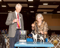 Chihuahua Smooth #5 Thur BOB Judge Jon Cole