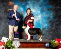 Australian Shepherd #8 Thurs BOS BOW Judge Dr Steve Keating