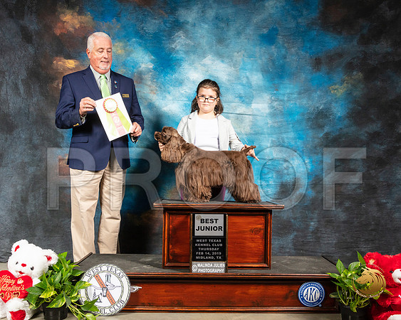 Cocker Spaniel ASCOB #J402 Best Jr Judge Dr Steve Keating_SSR_1761-Midland19-HR3