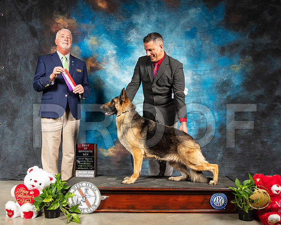 German Shepherd Dog #10 Thur BOS Judge Dr Steve Keating_SSR_1769e-Midland19-HR3