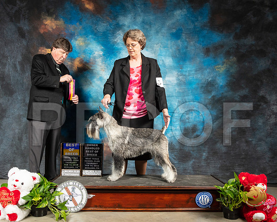 Schnauzer Standard #5 Thur BOB Judge Charles Olvis_SSR_1776-Midland19-HR3