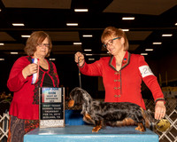 Dachshund Long #20 Thur BOW BOS Maj Judge Sioux Forsyth Green