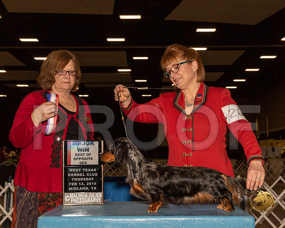 Dachshund Long #20 Thur BOW BOS Maj Judge Sioux Forsyth Green__ST_1265-Midland19-HR3