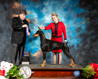 Doberman Pinscher #16 Thur WB Judge Charles Olvis