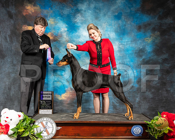 Doberman Pinscher #16 Thur WB Judge Charles Olvis_SSR_1781-Midland19-HR3