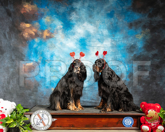 Gordon Setter #9 Valentines Day_SSR_1796-Midland19-HR3