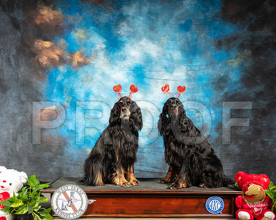 Gordon Setter #9 Valentines Day_SSR_1798-Midland19-HR3