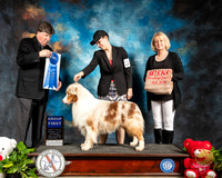 Australian Shepherd #17 Thur G1 Judge Charles Olvis