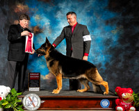 German Shepherd Dog #9 Thur G2 Judge Charles Olvis
