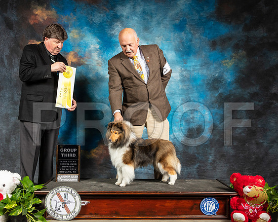 Shetland Sheepdog #8 Thur G3 Judge Charles Olvis _SSR_1824-Midland19-HR3