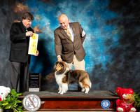 Shetland Sheepdog #8 Thur G3 Judge Charles Olvis