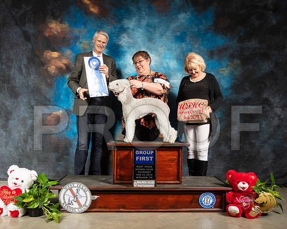 Bedlington Terrier #7 Thur G1 Judge Jon R Cole_SSR_1837-Midland19-HR3