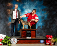 Border Terrier #5 Thur G4 Judge Jon R Cole