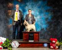 Cairn Terrier #10 G3 Thur Judge Jon R Cole
