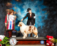 Australian Shepherd #17 Thur BIS Judge Elizabeth Muthard
