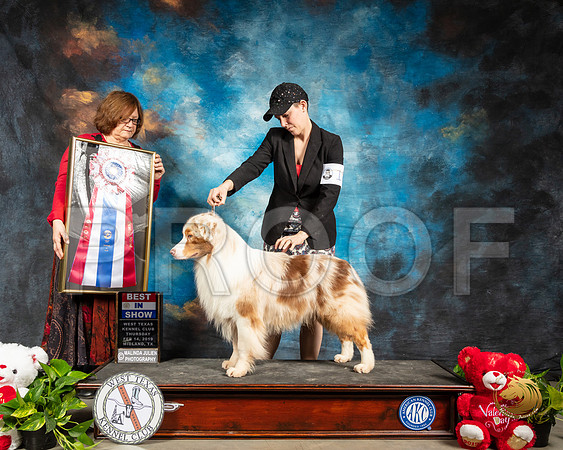 Australian Shepherd #17 Thur BIS Judge Elizabeth Muthard_SSR_1924-Midland19-HR3