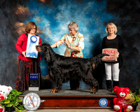 Gordon Setter #7 Thur G1 Judge Elizabeth Muthard